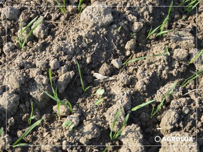 Odchwaszczanie zbóż ozimych